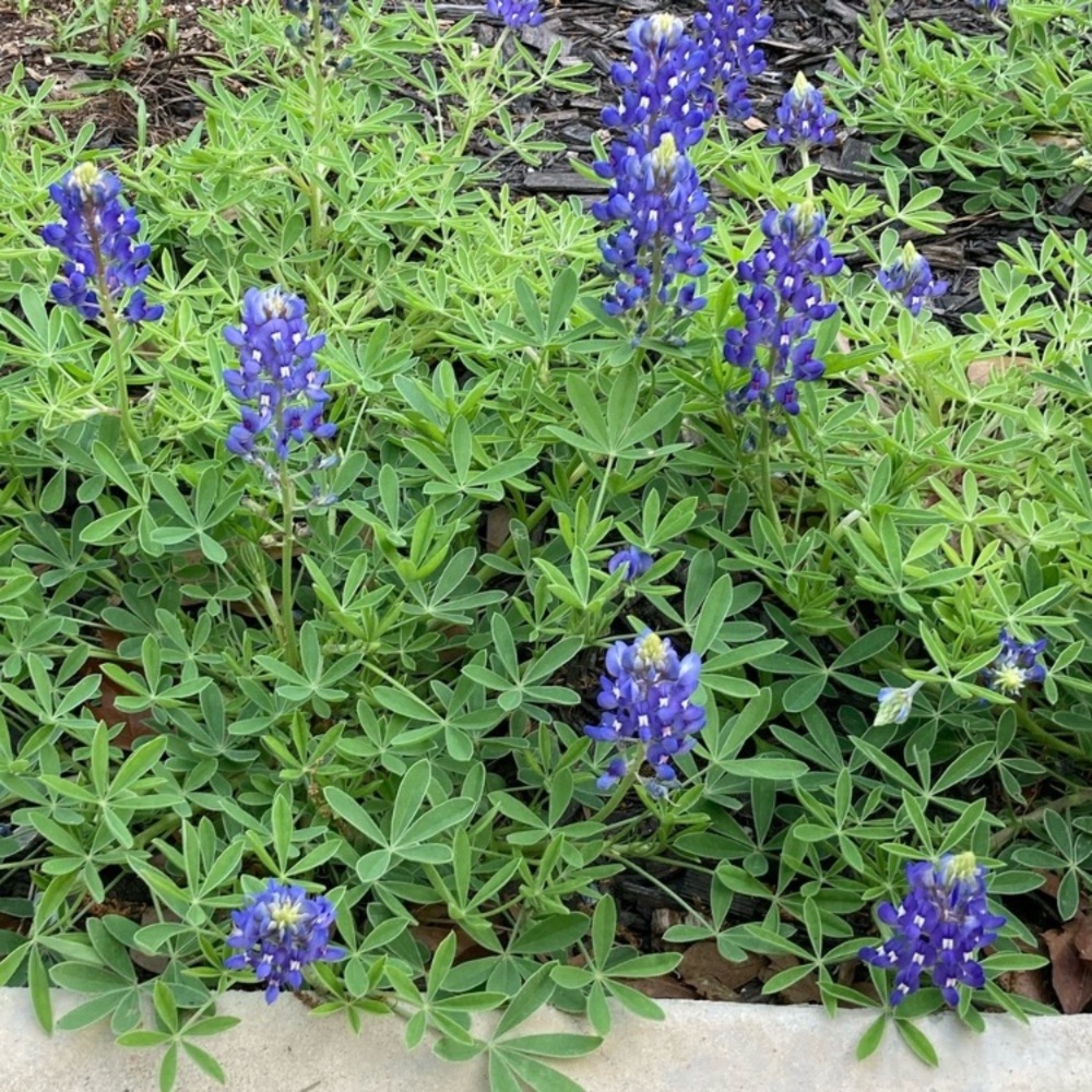 50 Seeds Texas Bluebonnet Wildflower Lupinus texensis Flower Seeds Garden - Picture 8 of 16